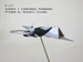origami F117, Author : Toshikazu Kawasaki, Folded by Tatsuto Suzuki